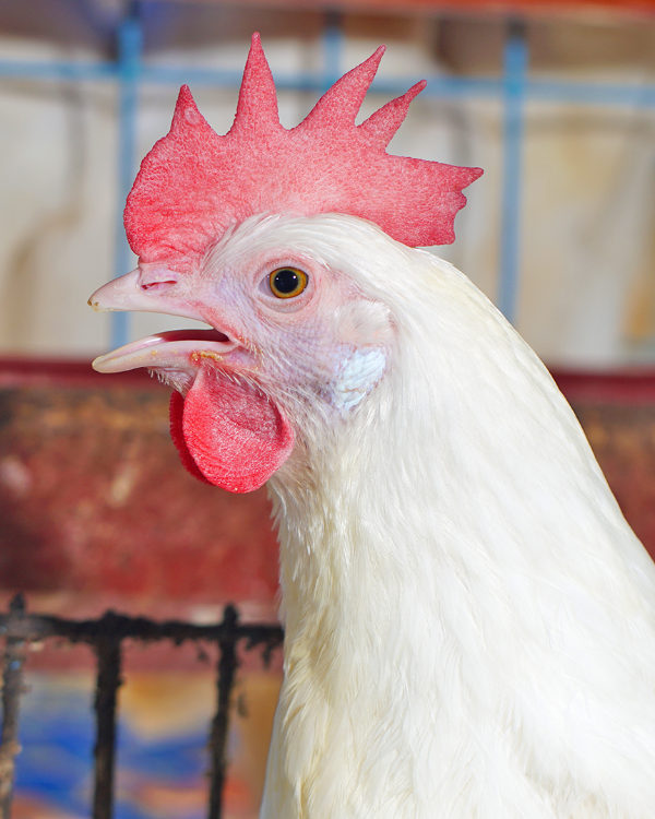 poultry farming