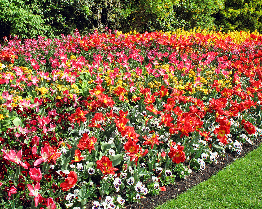 Colourful_Bedding_Plants ornamental flowers & bedding flowers