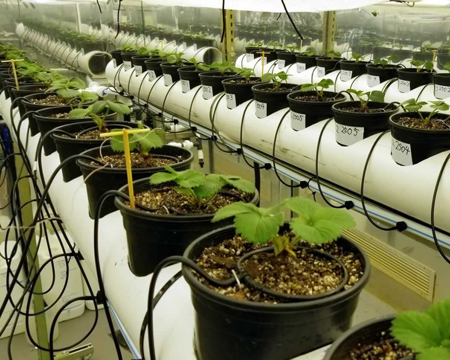 nursery production