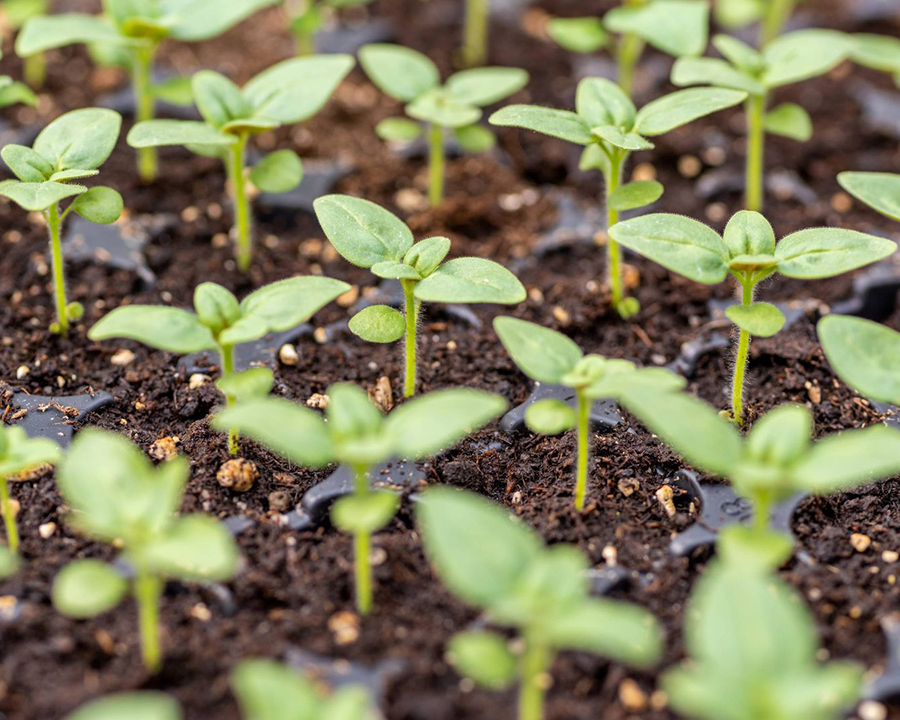 plant-propagation plant propagation